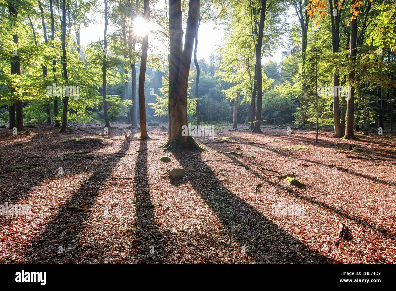 Mañana de otoño en bosque de haya - contraluz Foto de stock