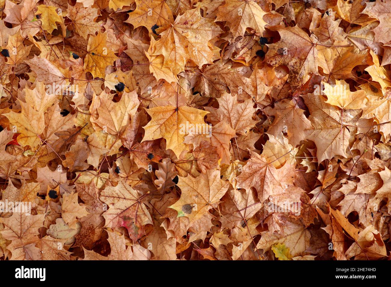 Otoño hojas de arce caídos en el suelo Foto de stock