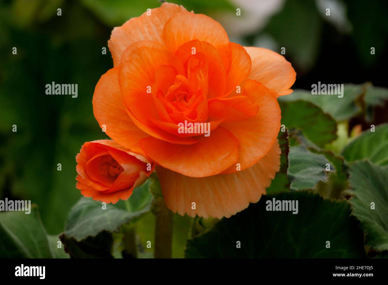 Doble Begonias Naranja, Túber Begonia Flores en un Jardín Fotografía de  stock - Alamy