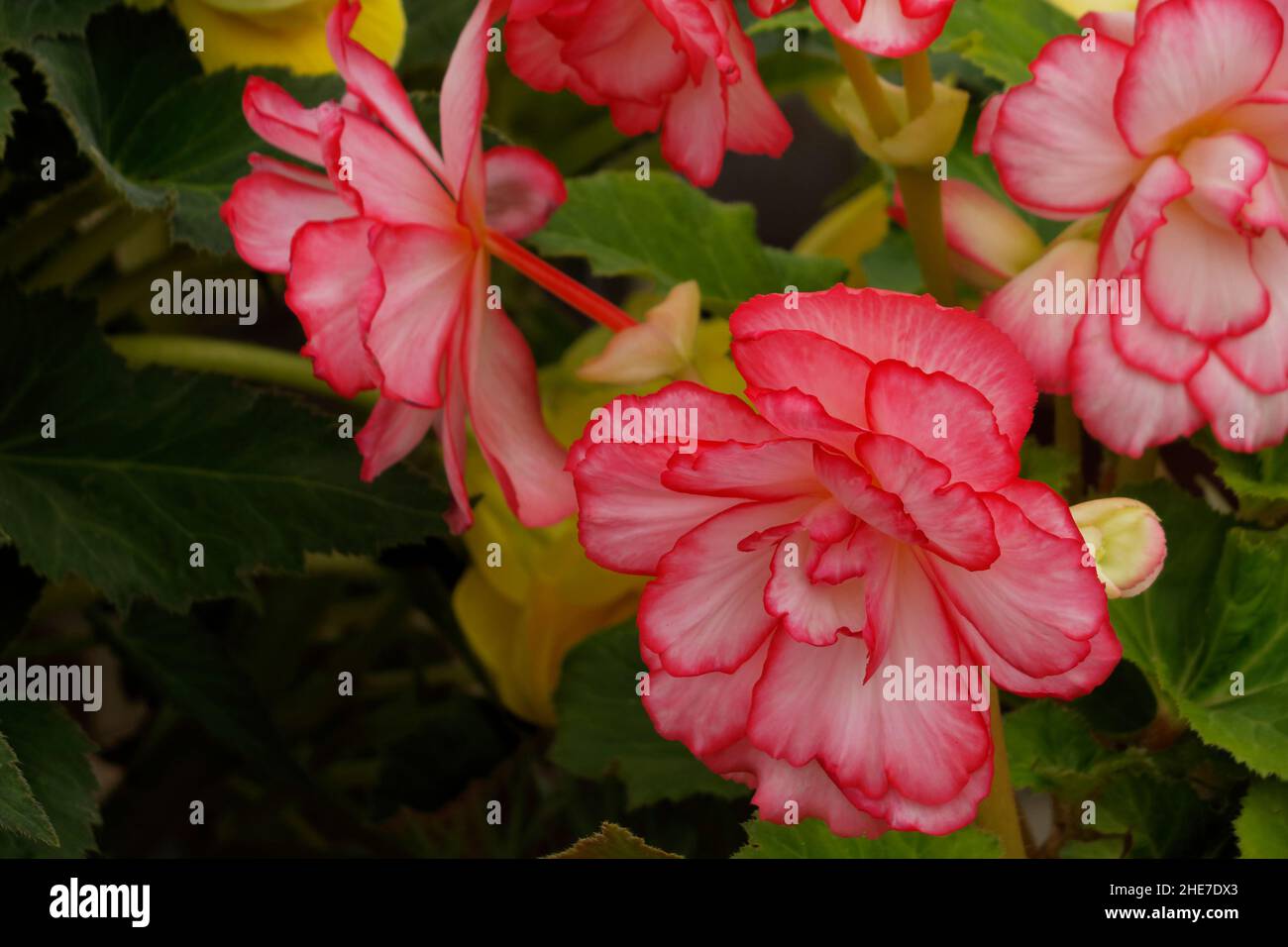 Tubérculos de Begonia, Begonias con bordes rosa oscuro, Flor doble, Flores  rosadas, pétalos de rufa, Tuberhyrida Fotografía de stock - Alamy