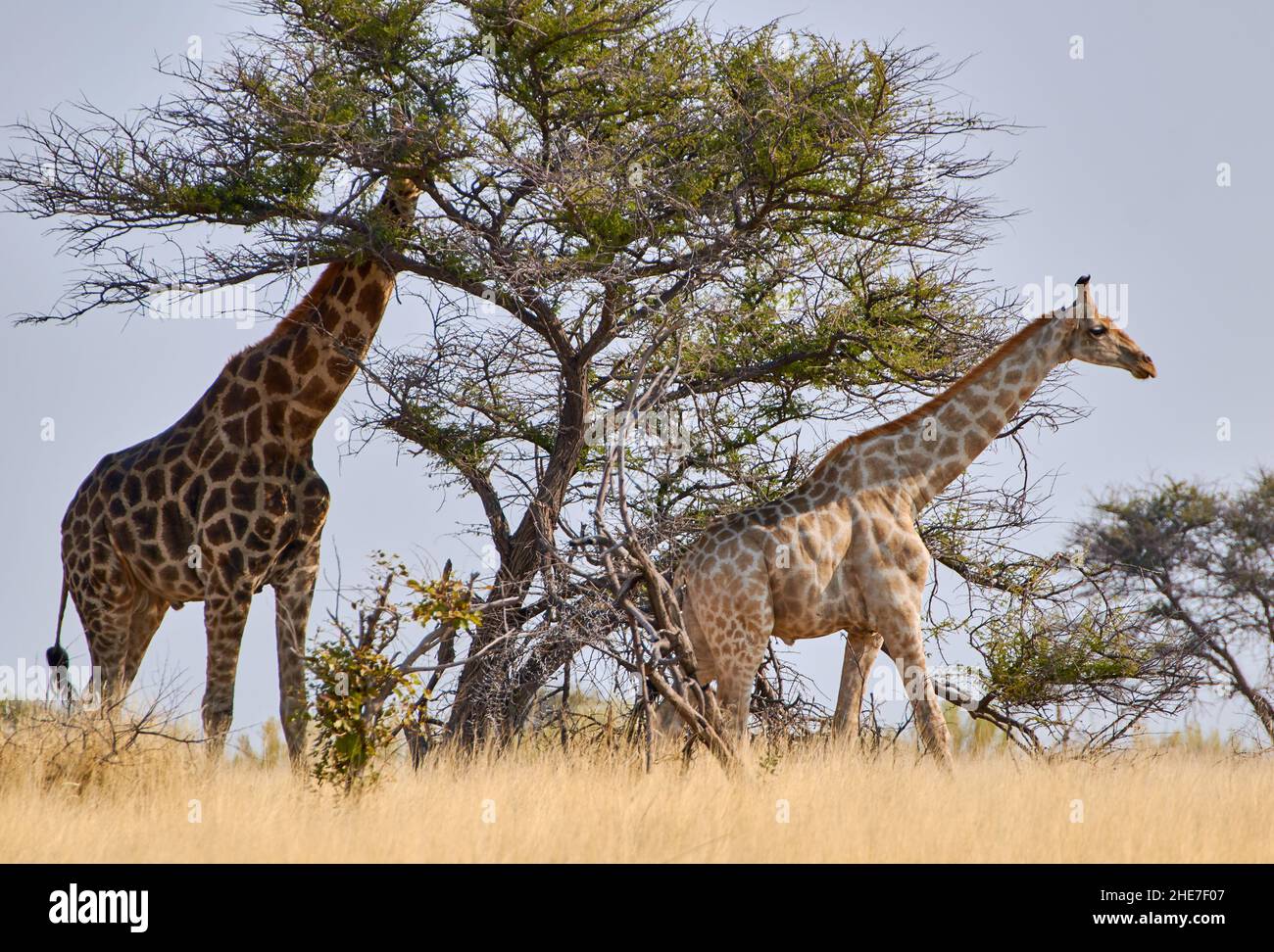 Vista lateral de dos jirafas cruzando el desierto. Animales de safari y vida silvestre en el Parque Nacional Etosha, Namibia, África del Sur. Foto de stock