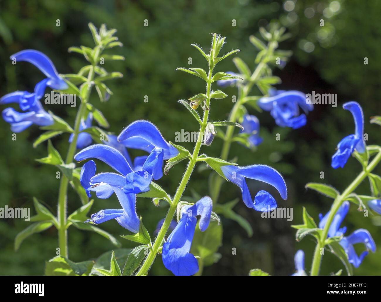 Salvia azul, patens salvia Foto de stock