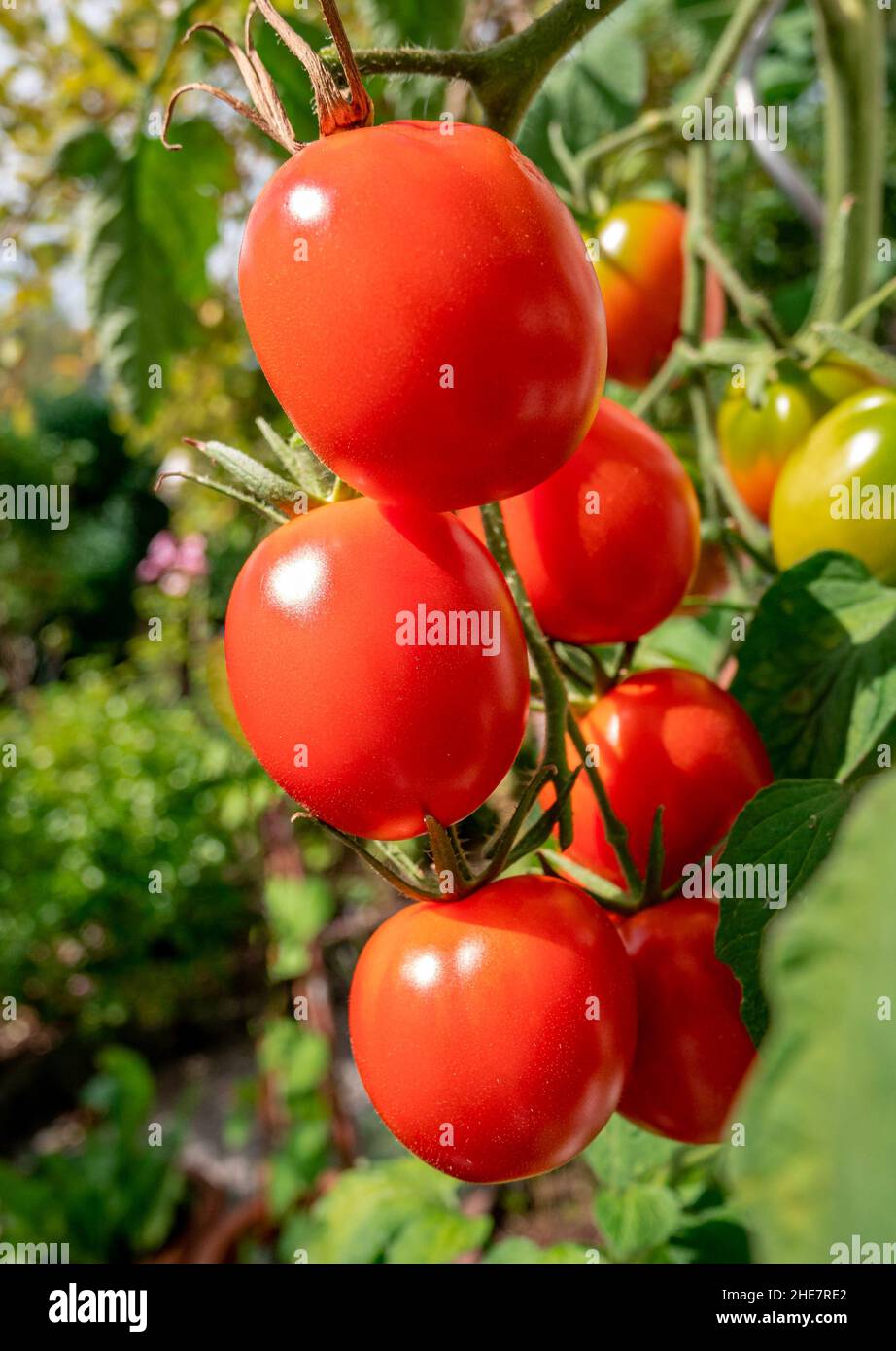 Tomates rojos maduros Foto de stock