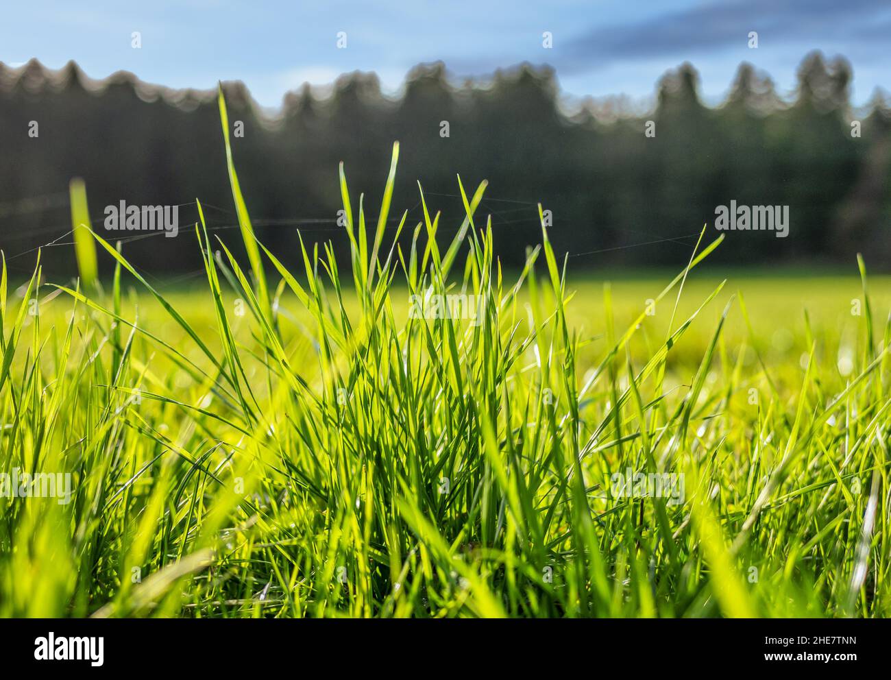 Hojas de hierba en un prado Foto de stock