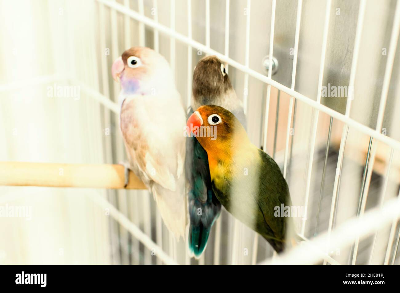 Tres pájaros de colores atrapados en una jaula. Salvador, Bahía, Brasil. Foto de stock