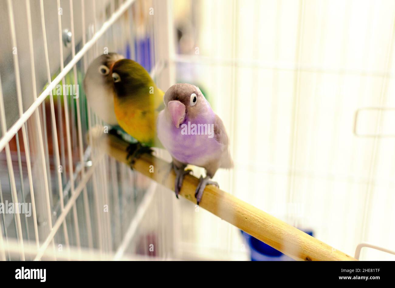 Tres pájaros de colores atrapados en una jaula. Salvador, Bahía, Brasil. Foto de stock