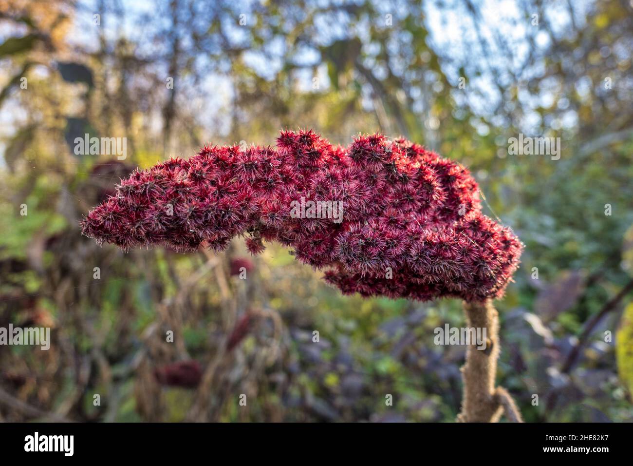 Flor de Staghorn sumac (Rhus typhina) Foto de stock