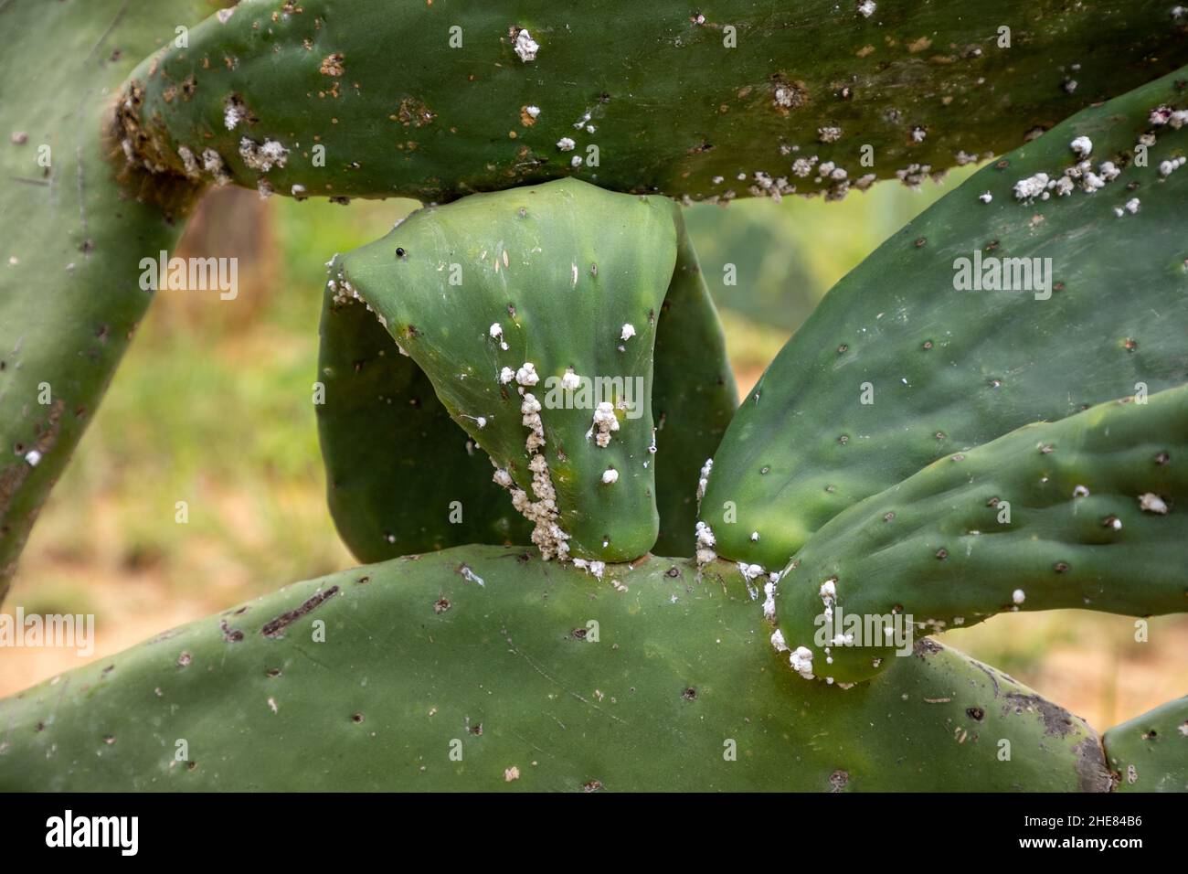 Hoja de una planta de cactus de pera espinosa. La planta tiene un pequeño brote de insectos cochineales. Los insectos cochineales se utilizan como colorante rojo natural Foto de stock