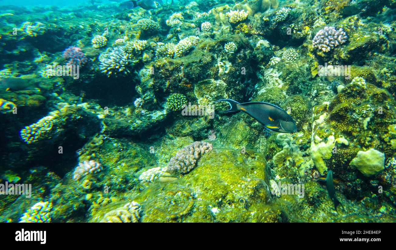 El cirujano de Sohal pesca en el Mar Rojo nadan en aguas poco profundas junto a la playa. Foto de stock