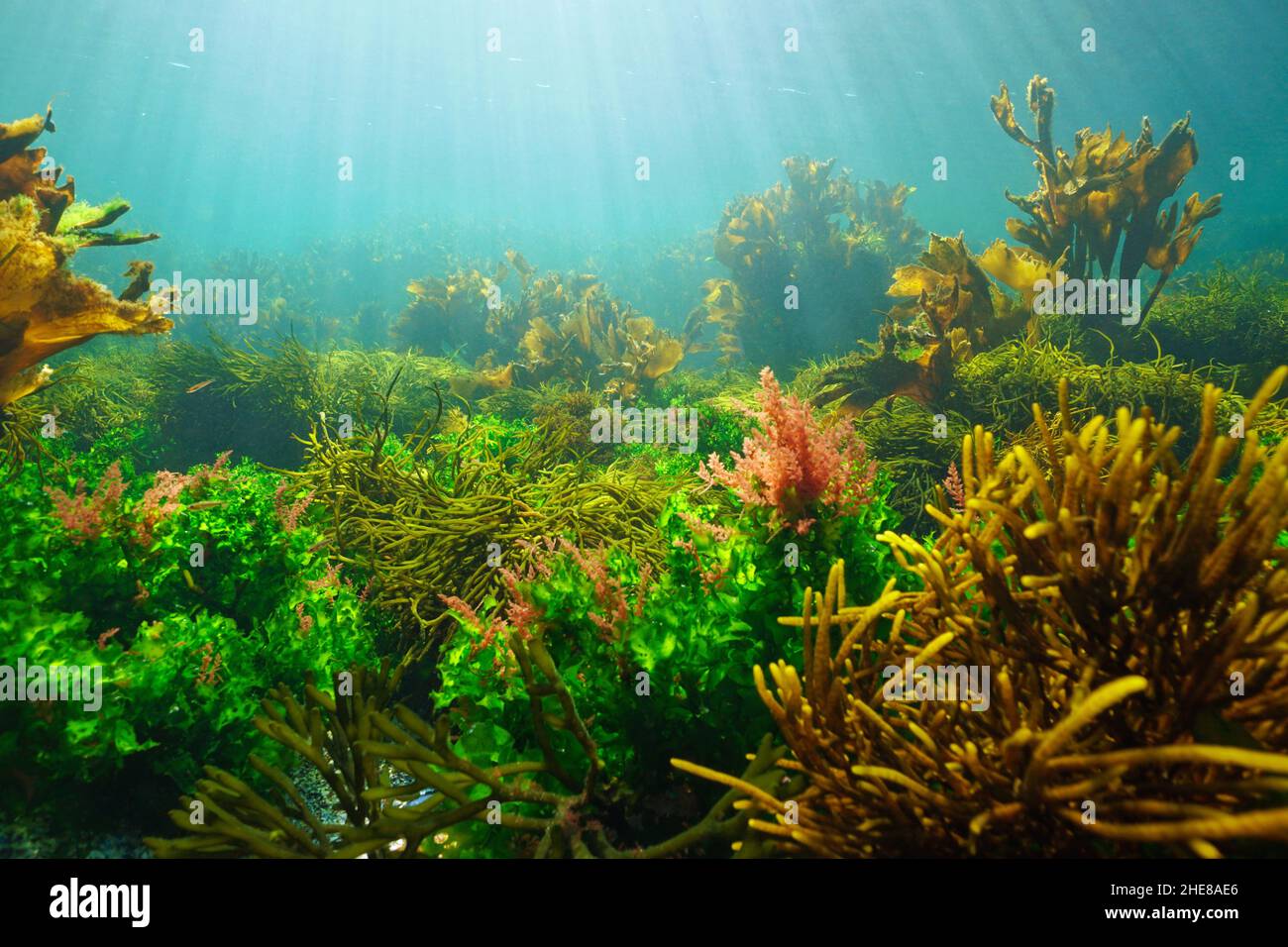 Paisaje marino subacuático, algas verdes, marrones y rojas en el océano con luz natural, Atlántico oriental, España, Galicia Foto de stock