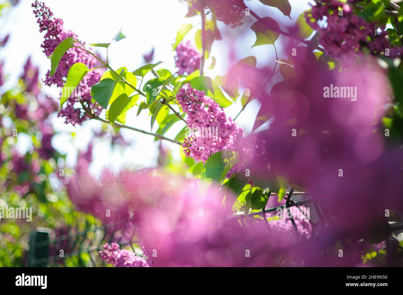 Flores lilas en el árbol. Vista borrosa en primer plano y claridad en el fondo. Foto de stock