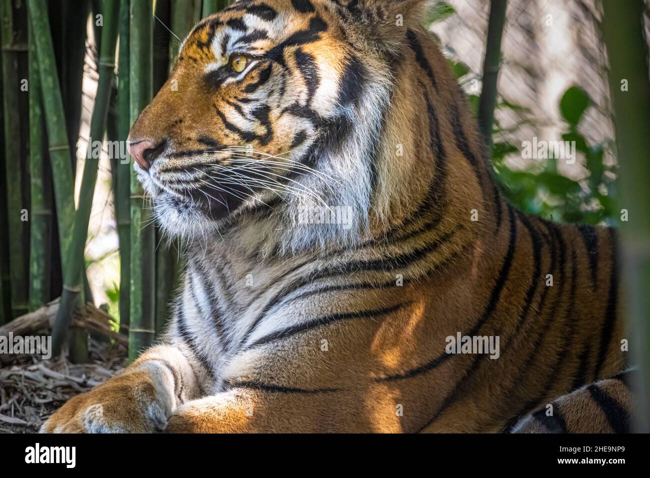 Regal Sumatran Tiger (Panthra tigris sumatrae) en el zoológico y jardines de Jacksonville en Jacksonville, Florida. (EE. UU.) Foto de stock