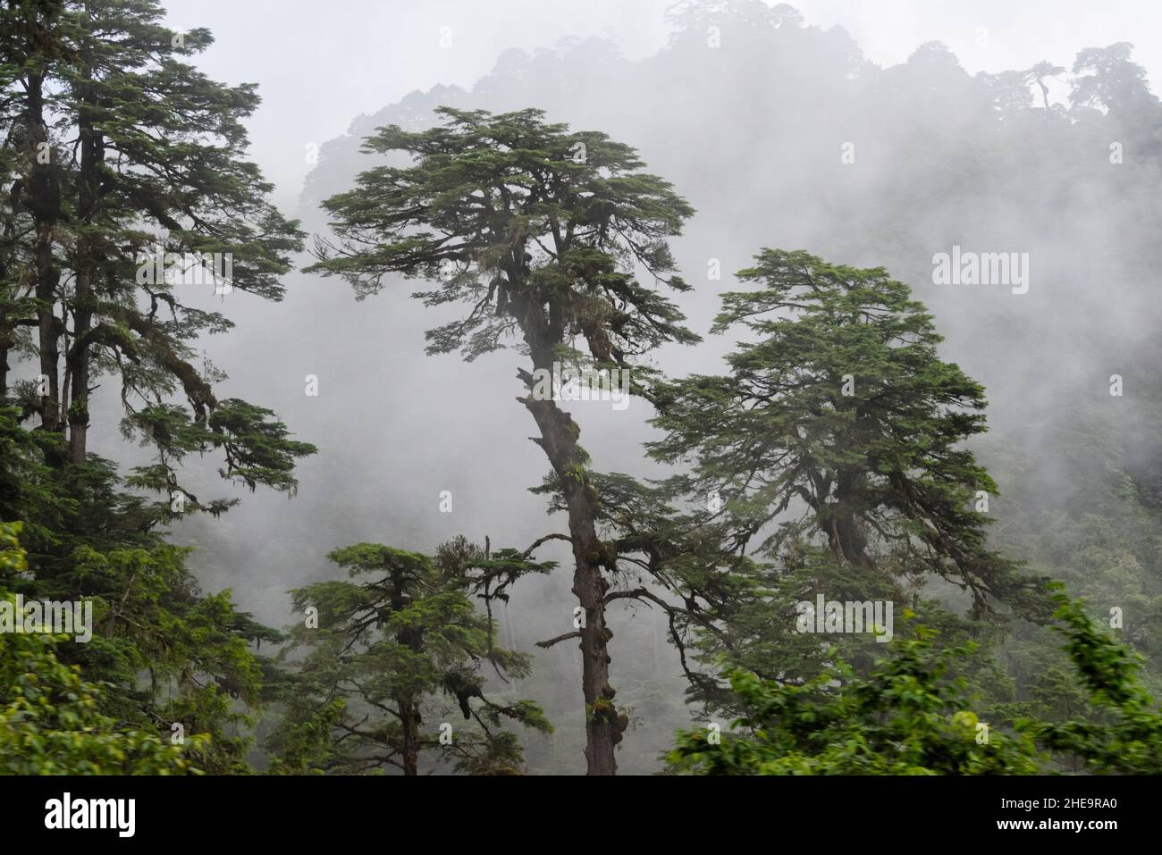 Pino Himalaya en el Himalaya, Paso Dochula, Bután Foto de stock