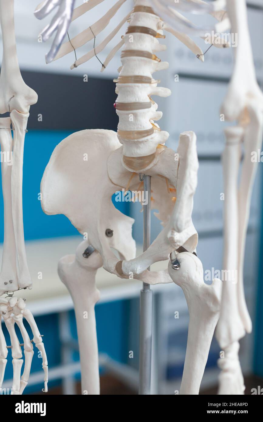 Primer plano del hueso de la pelvis humana de un esqueleto anatómico del cuerpo humano que se encuentra en una oficina del hospital vacía y que no tiene nadie. Sala médica equipada con instrumento de osteopatía. Concepto de medicina Foto de stock