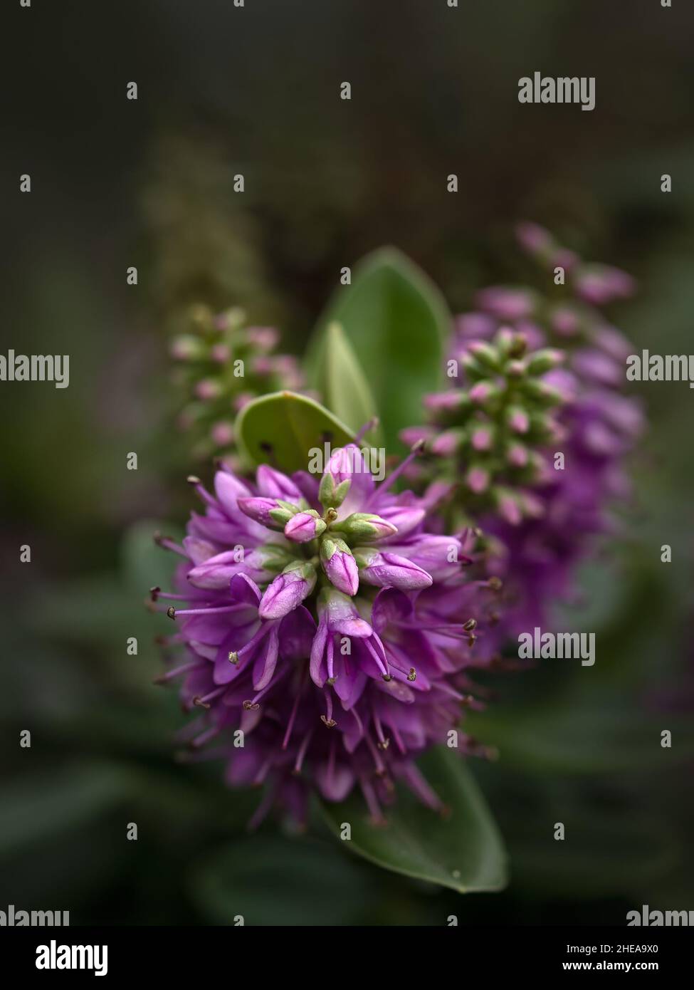 Primer plano de flores de Hebe 'Blue Gem' en invierno Foto de stock