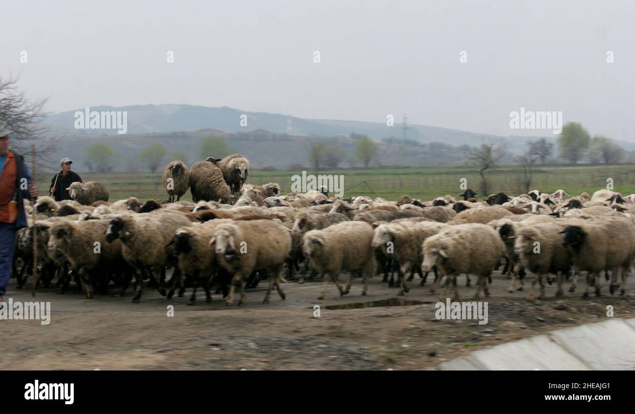 Paisaje con rebaño de ovejas, enfoque selectivo Foto de stock