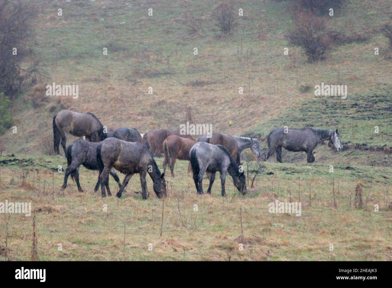 Paisaje otoñal con caballos salvajes en la naturaleza Foto de stock