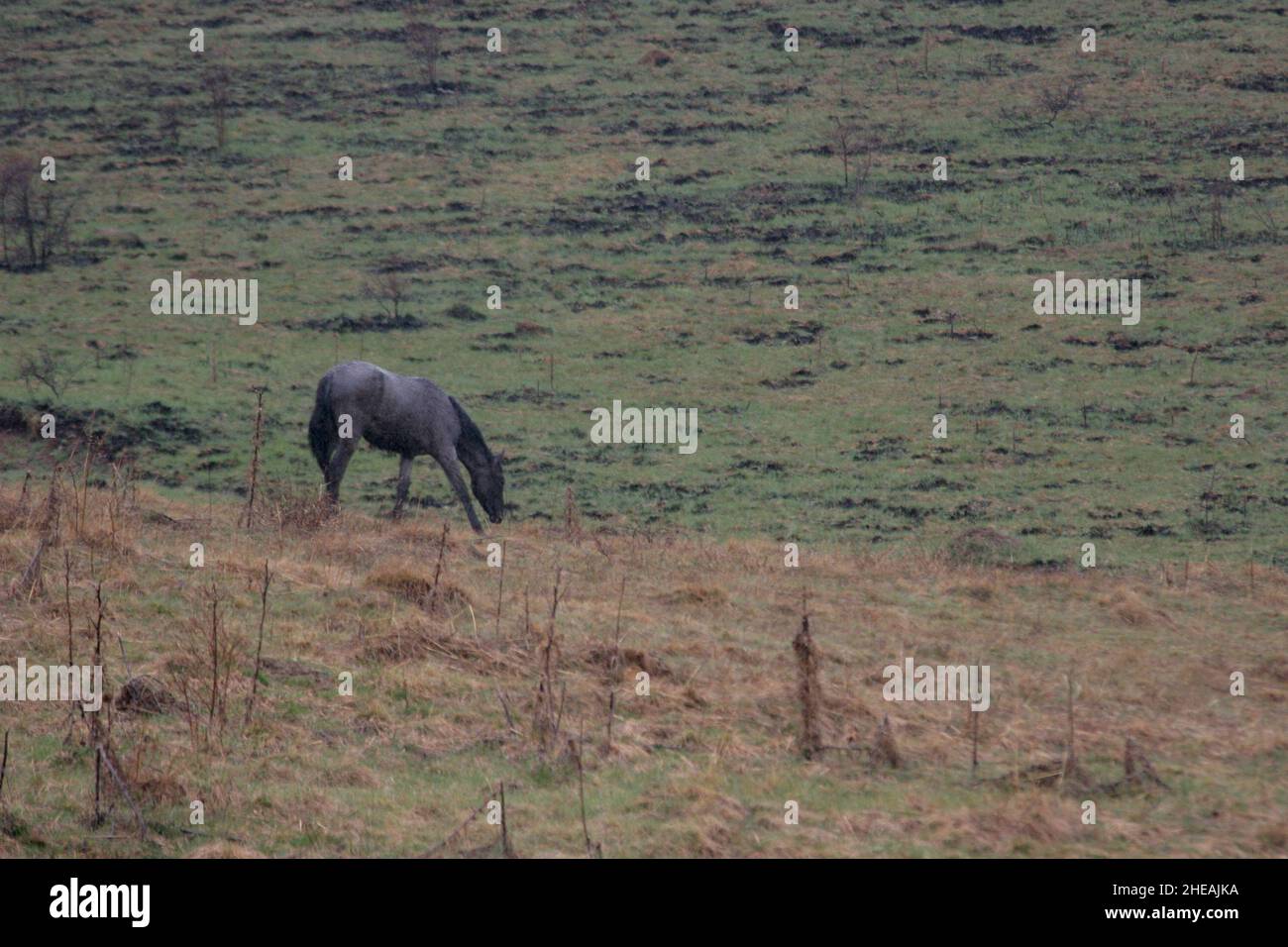 Paisaje otoñal con caballos salvajes en la naturaleza Foto de stock