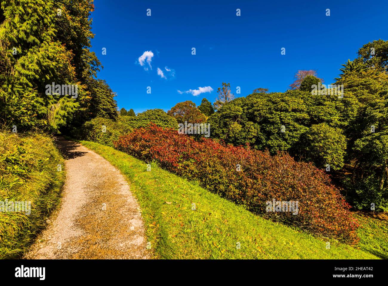 Paseo por Glendurgan Garden, cerca de Falmouth, Cornwall, Reino Unido Foto de stock