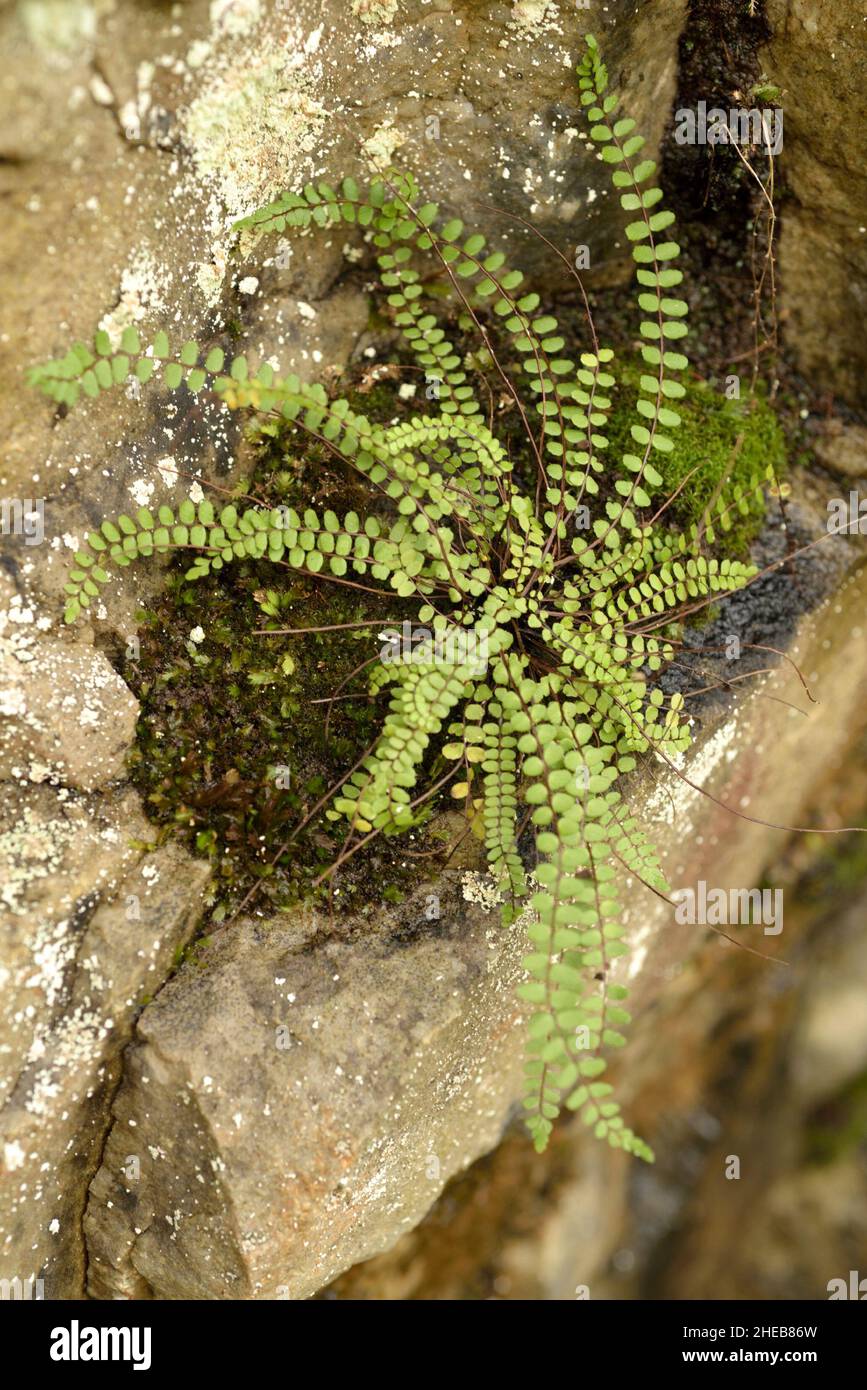 Maidenhair Spleenwort, Asplenium trichomanes subespecie trichomanes Foto de stock