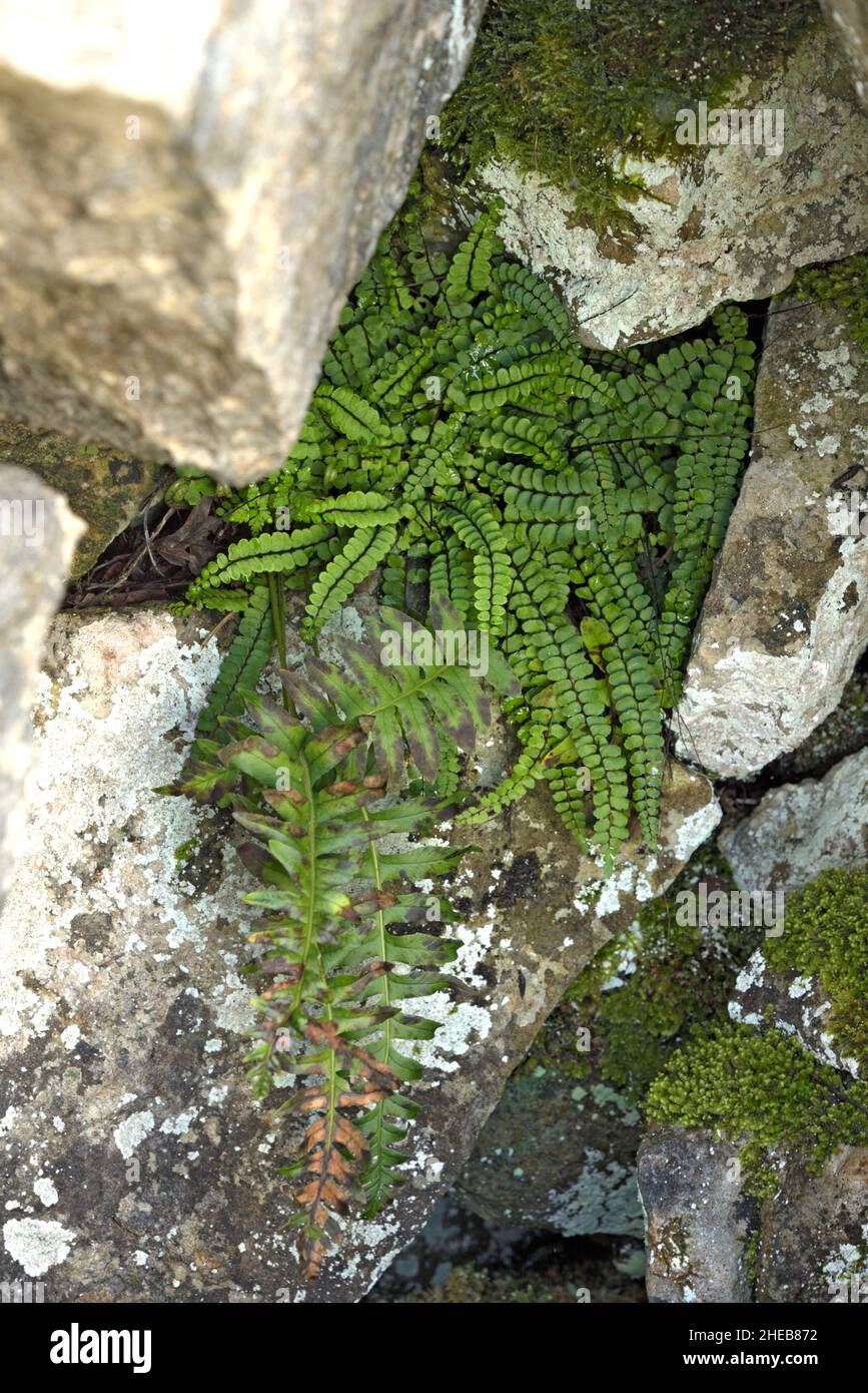 Maidenhair Maidenhair, Asplenium trichomanes Foto de stock