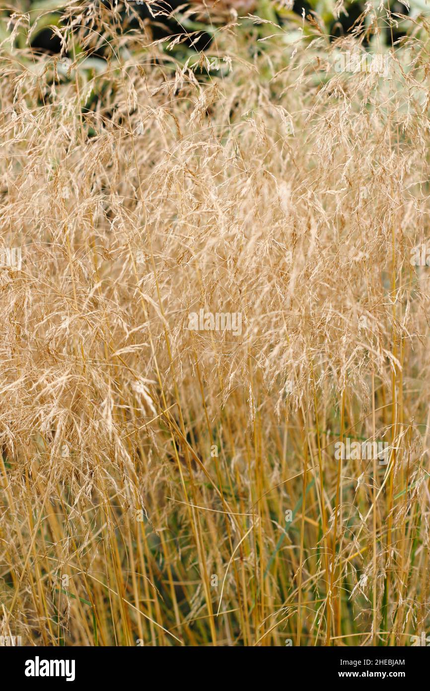 Deschampsia cespitosa Velo de Oro. Hierba de pelo 'Goldschleier' tufted en otoño. REINO UNIDO Foto de stock