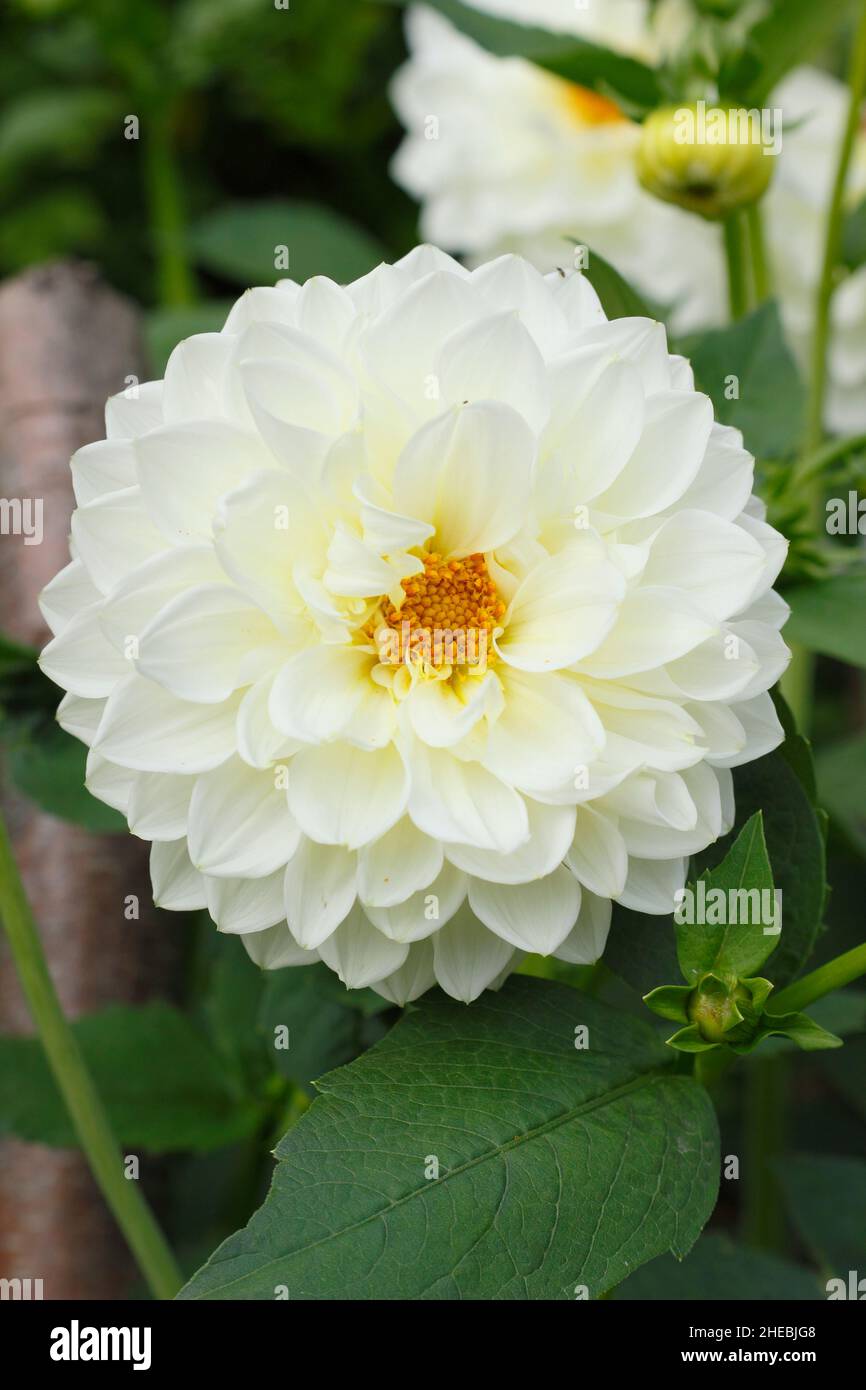 Flores blancas cremosas de dahlia 'Charlie Two', un dahlia decorativo medio también llamado 'Alf's Mascot'. REINO UNIDO Foto de stock