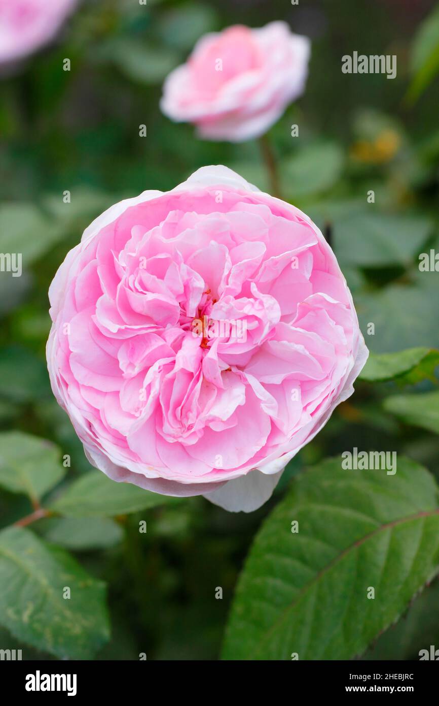 Rosa 'Olivia Rose Auston', rosa de arbusto inglés, criada por David Austin, floreciendo en una frontera de verano Foto de stock