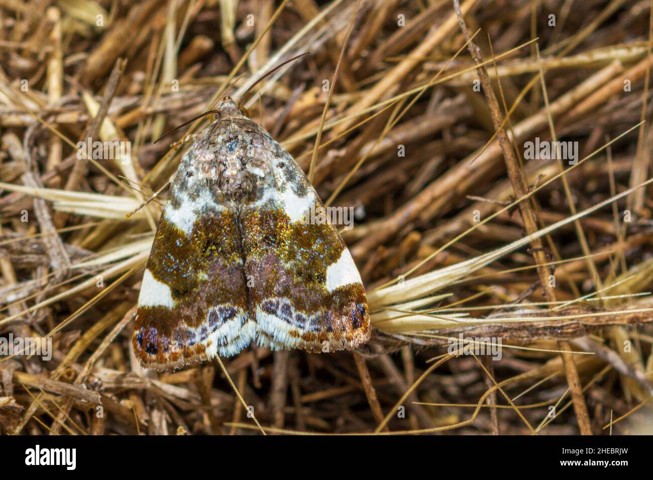 Acontia lucida, Loth Foto de stock