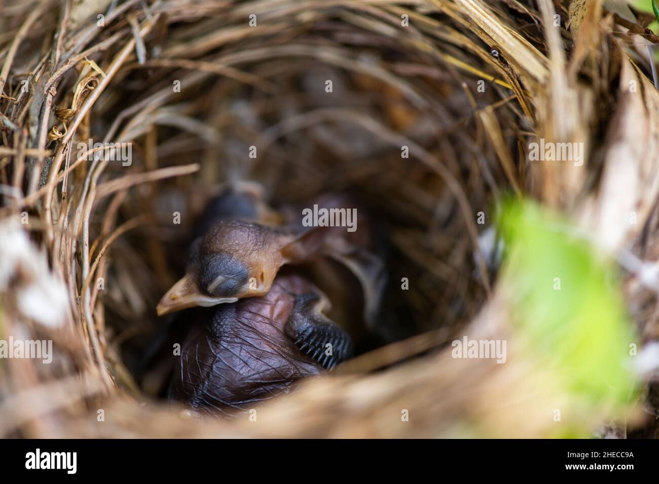 los pájaros bebés duermen en el nido Foto de stock