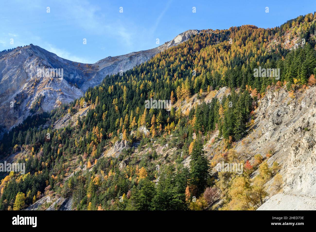 Francia, Altos Alpes, Crots, Bosque del estado de Boscodon en otoño, vista desde el Belvedere de Bragousse, abeto de plata europeo (Abies alba) y larc europeo Foto de stock