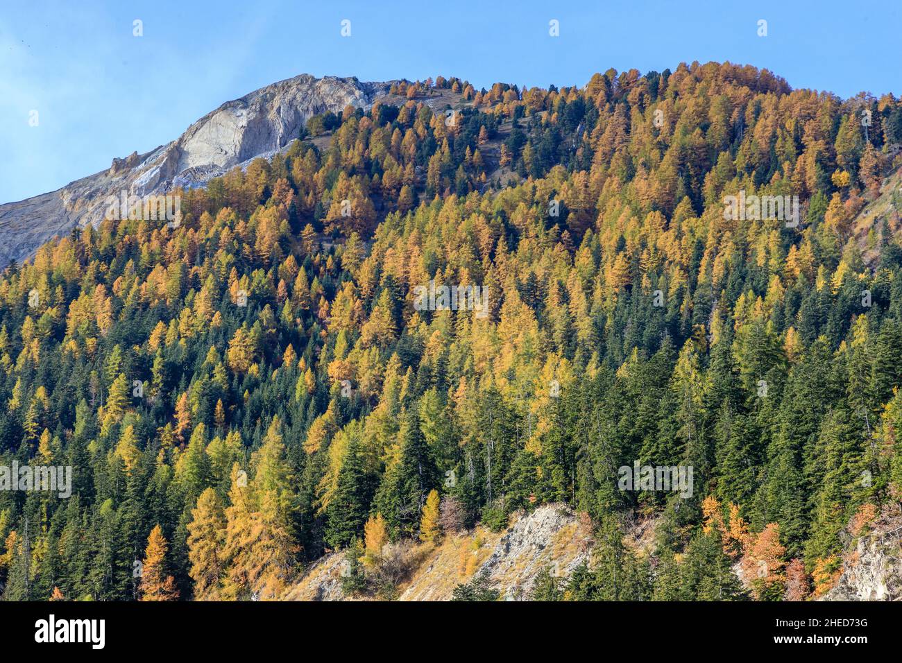Francia, Altos Alpes, Crots, Bosque del estado de Boscodon en otoño, vista desde el Belvedere de Bragousse, abeto de plata europeo (Abies alba) y larc europeo Foto de stock