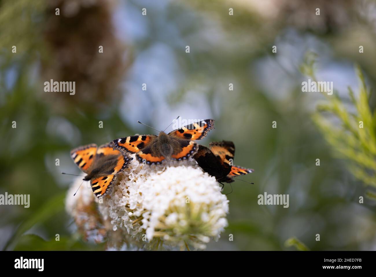 Mariposas en una flor en un jardín Foto de stock