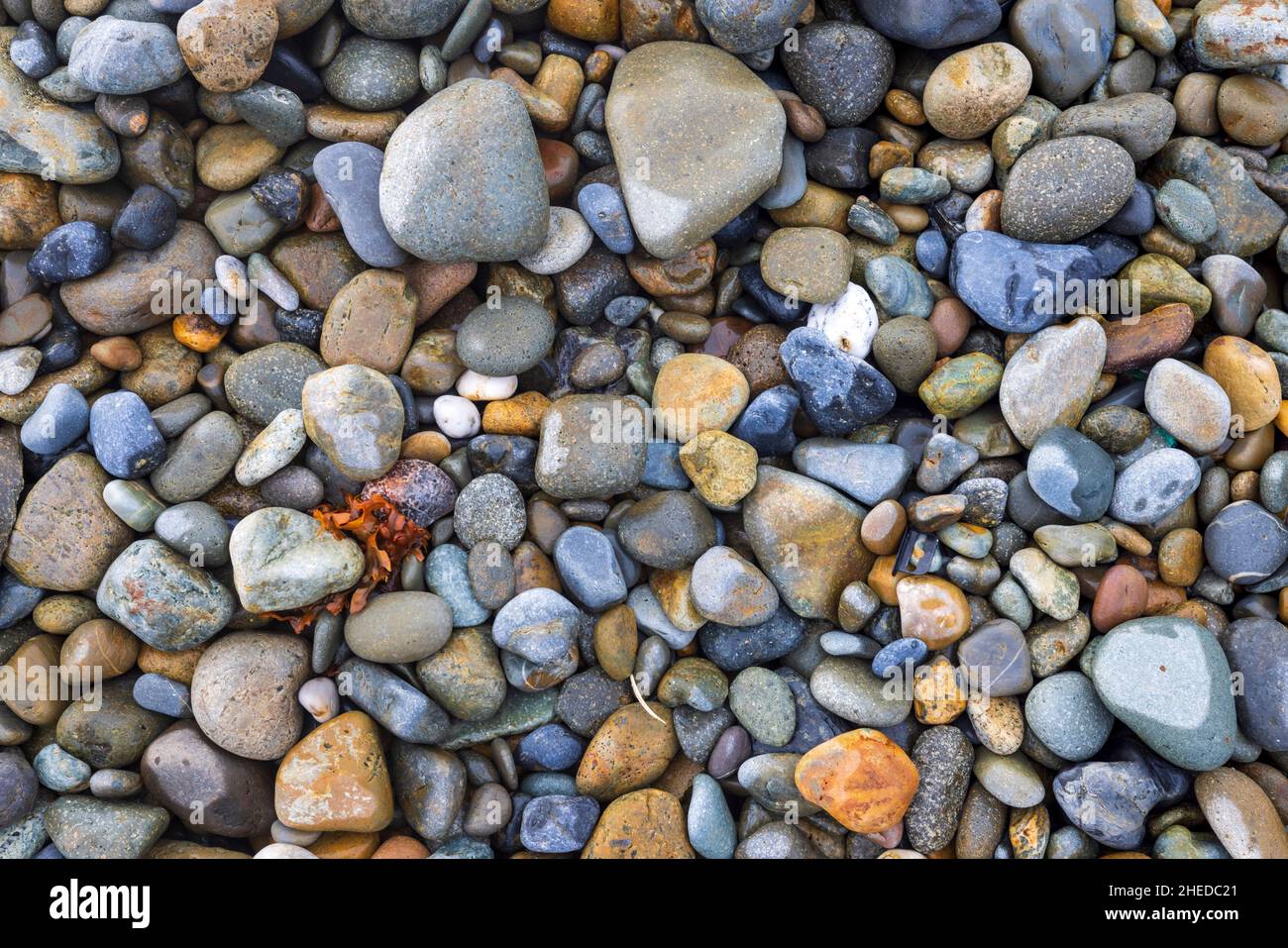 Piedras de playa y algas marinas en Newgale Sands, Parque Nacional de la Costa de Pembrokeshire, Gales del Sur Foto de stock