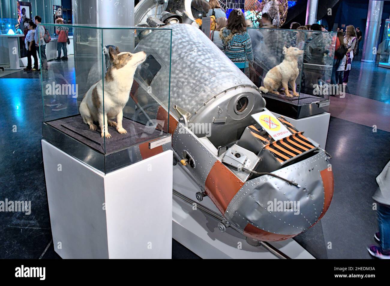 La forma taxidermia de un perro en el Museo de Cosmonáutica - Belka y Strelka - los primeros organismos vivos superiores en sobrevivir en el espacio exterior a bordo de Korabl-Sputnik Foto de stock