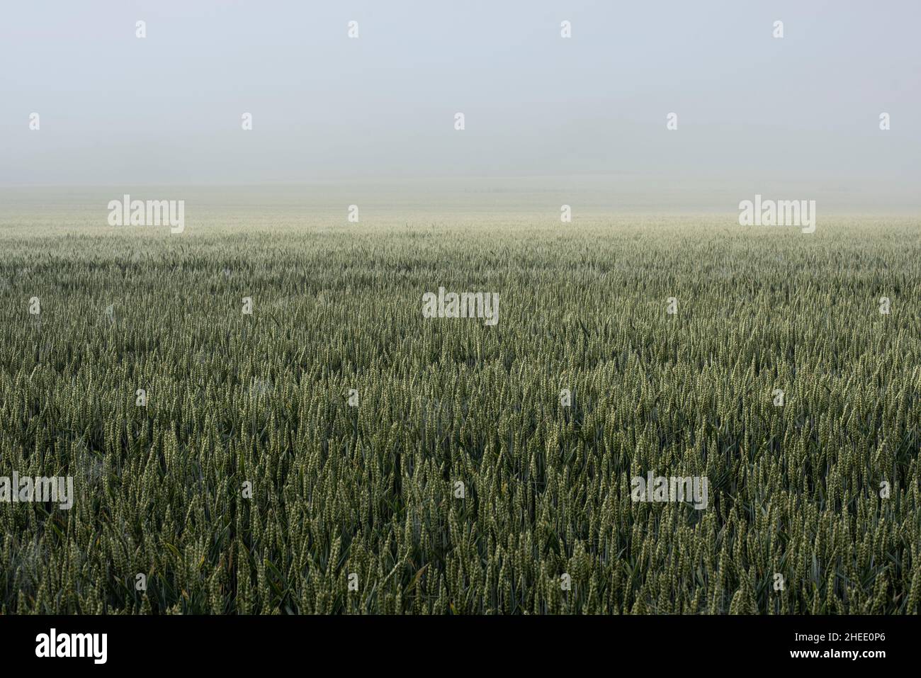 plantas de trigo verde en un campo en una mañana niebla en verano Foto de stock