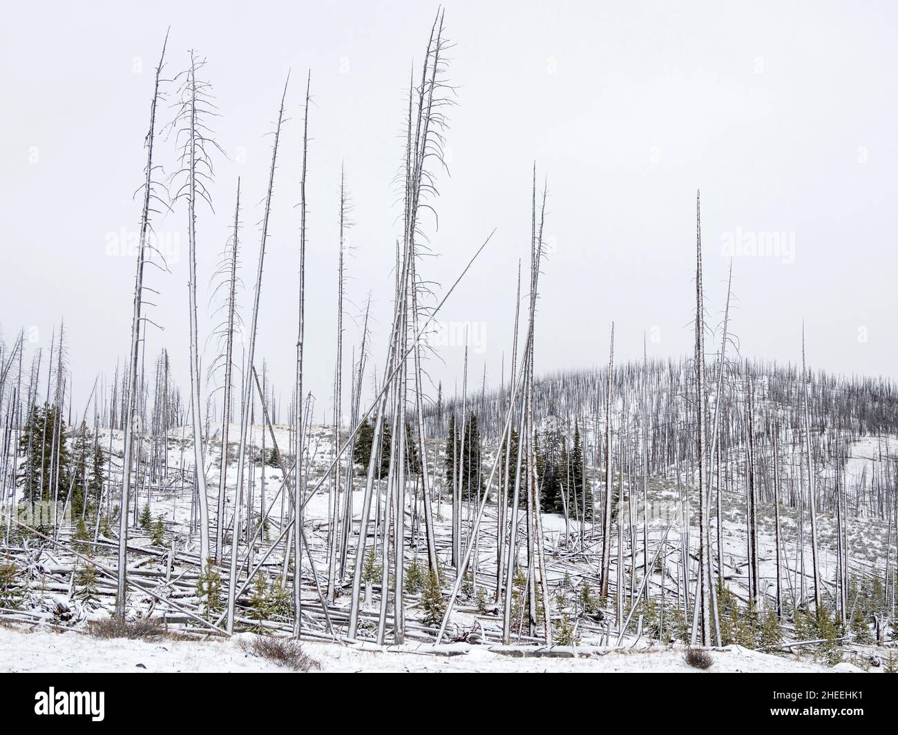 Árboles muertos cubiertos de nieve cerca de la entrada este al Parque Nacional Yellowstone, Wyoming. Foto de stock