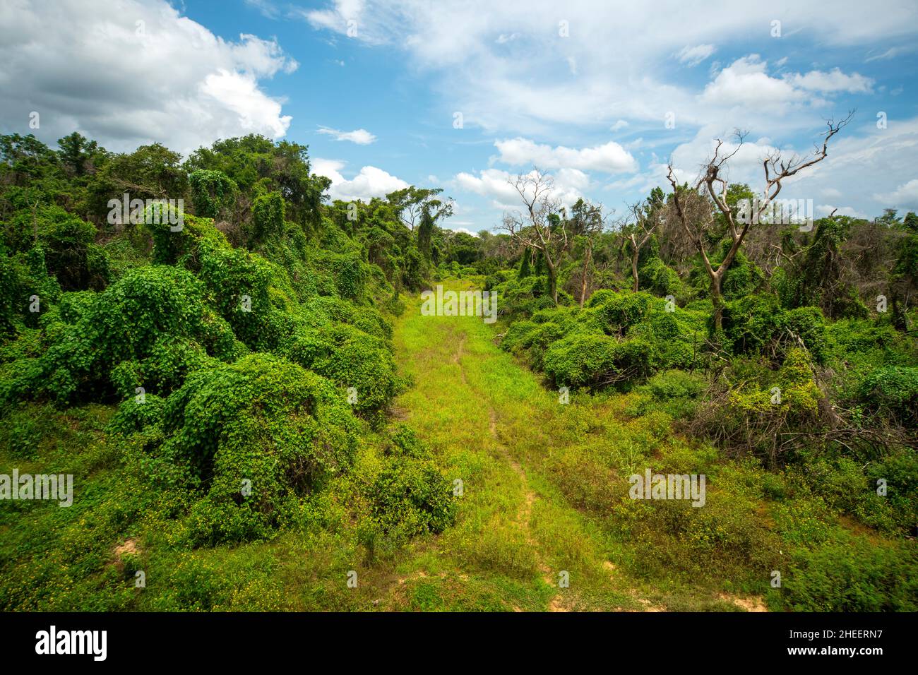 Rincón salvaje del bosque visto desde uno de los puentes de transpantaneira, Pantanal de Mato Groso, Brasil Foto de stock