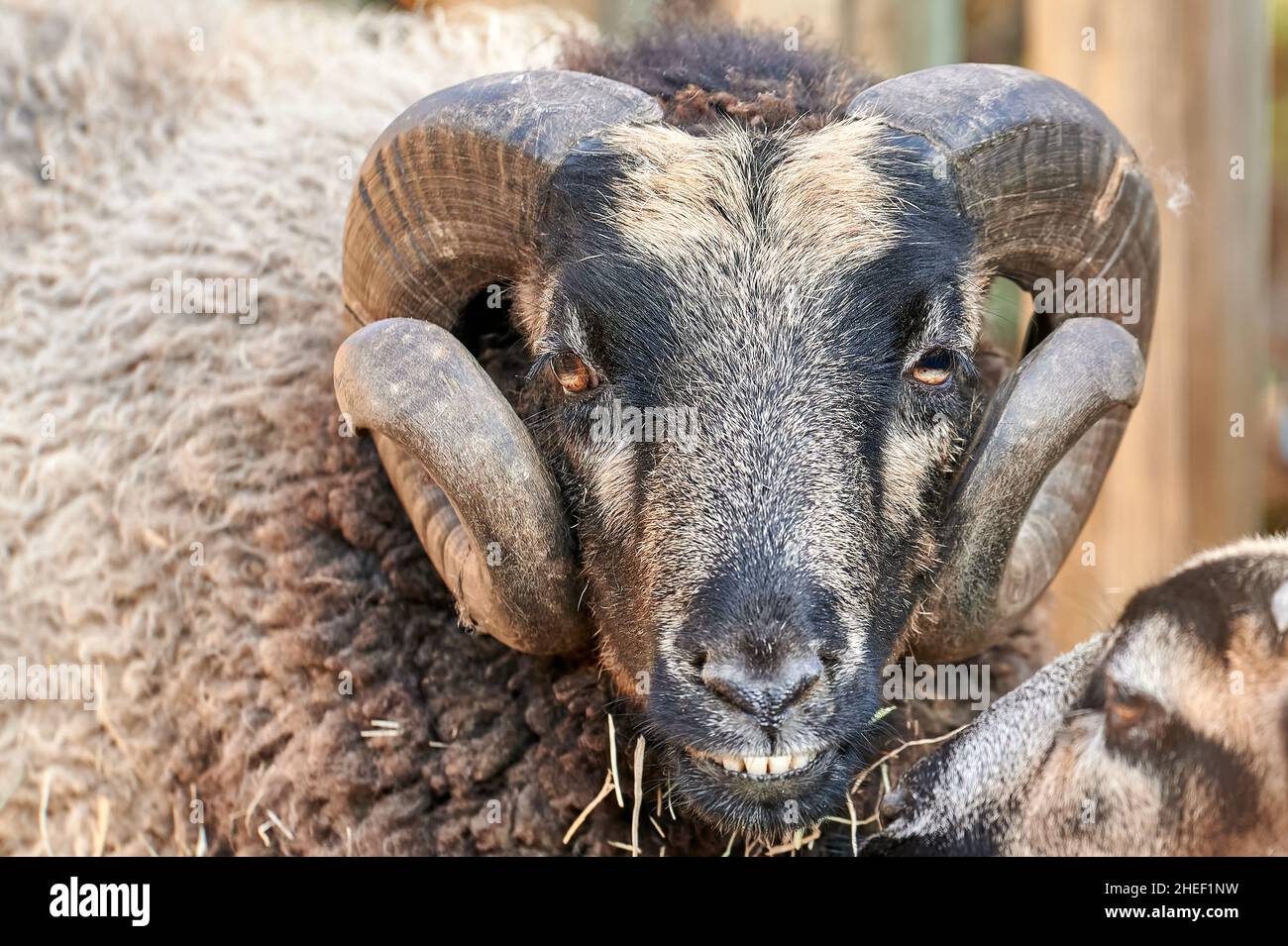 Animal con cuernos fotografías e imágenes de alta resolución - Alamy Animal con cuernos fotografías e imágenes de alta resolución - Alamy