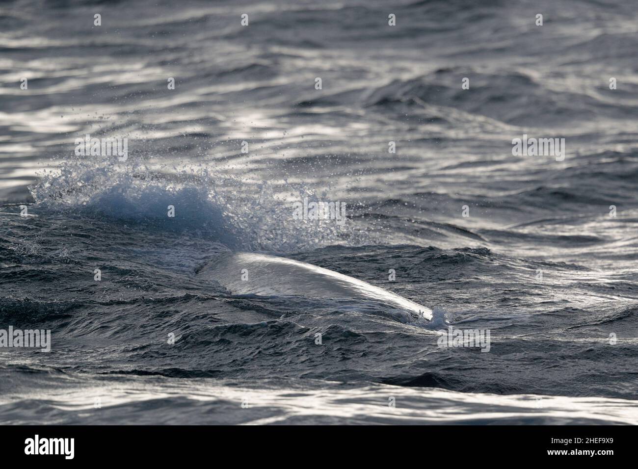 Ballena Azul (Balaenoptera musculus), parcialmente aflorada, corriente Humboldt, cerca de las Islas Juan Fernández, Chile, Océano Pacífico 8th de marzo de 2020 Foto de stock