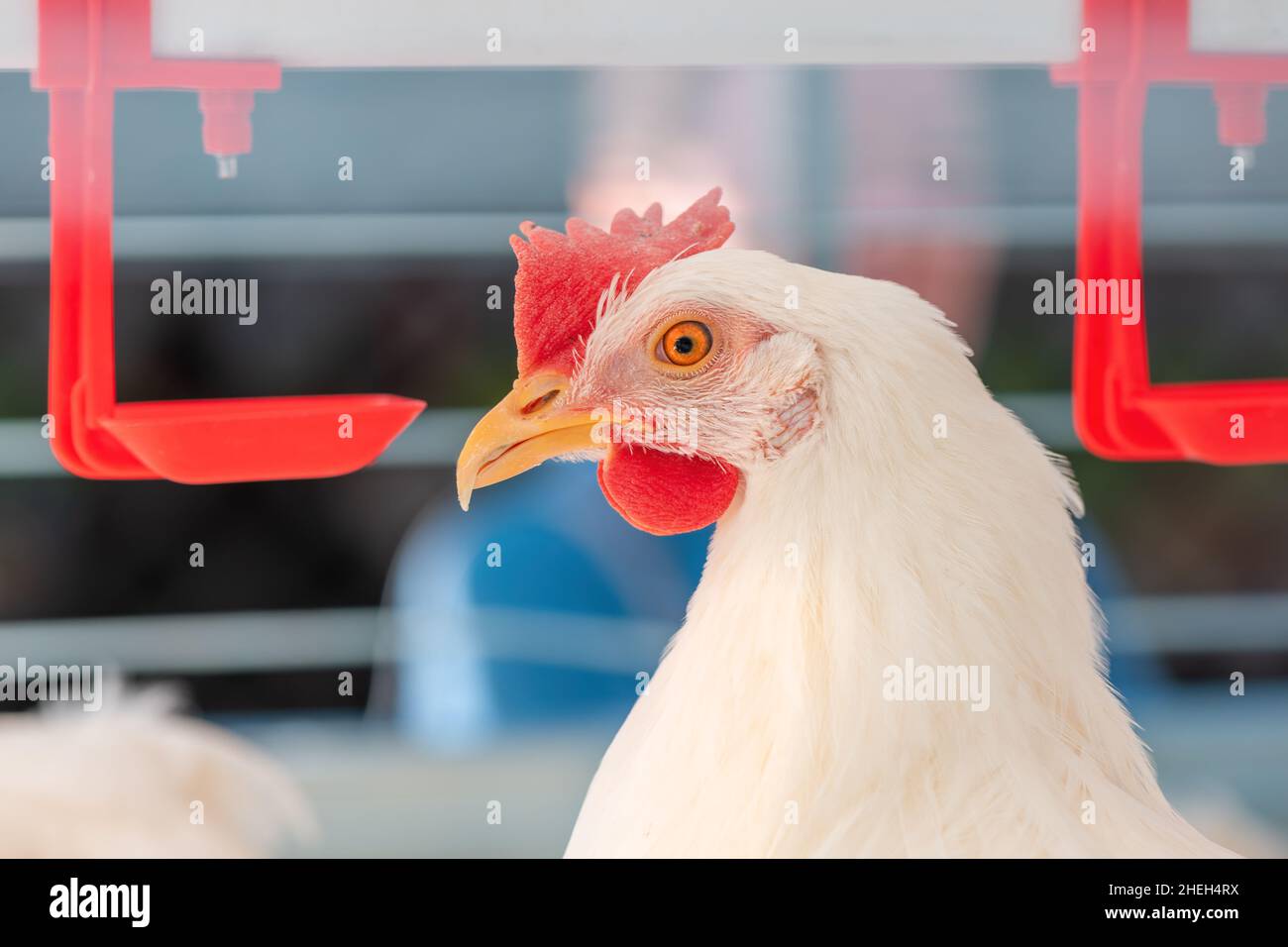 Primer plano de gallina de pollo bebiendo agua en jaula, enfoque selectivo Foto de stock