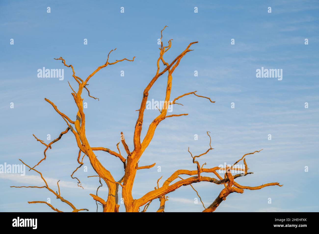 Un árbol muerto se ramifica alcanzando el grito del cielo iluminado por una puesta de sol. Foto de stock