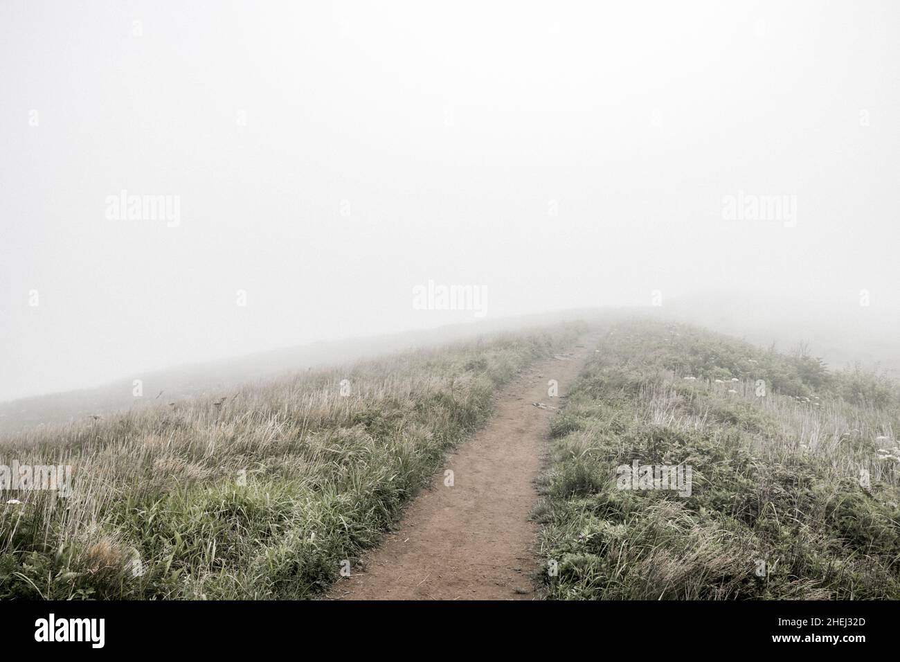 Niebla de campo Pobre visibilidad, hierbas verdes de floración Foto de stock
