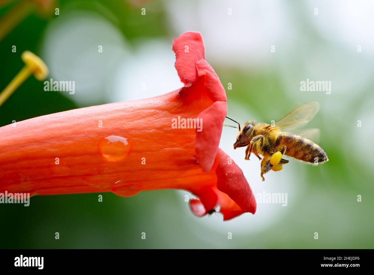 Miel de abeja recoge néctar de flores Foto de stock
