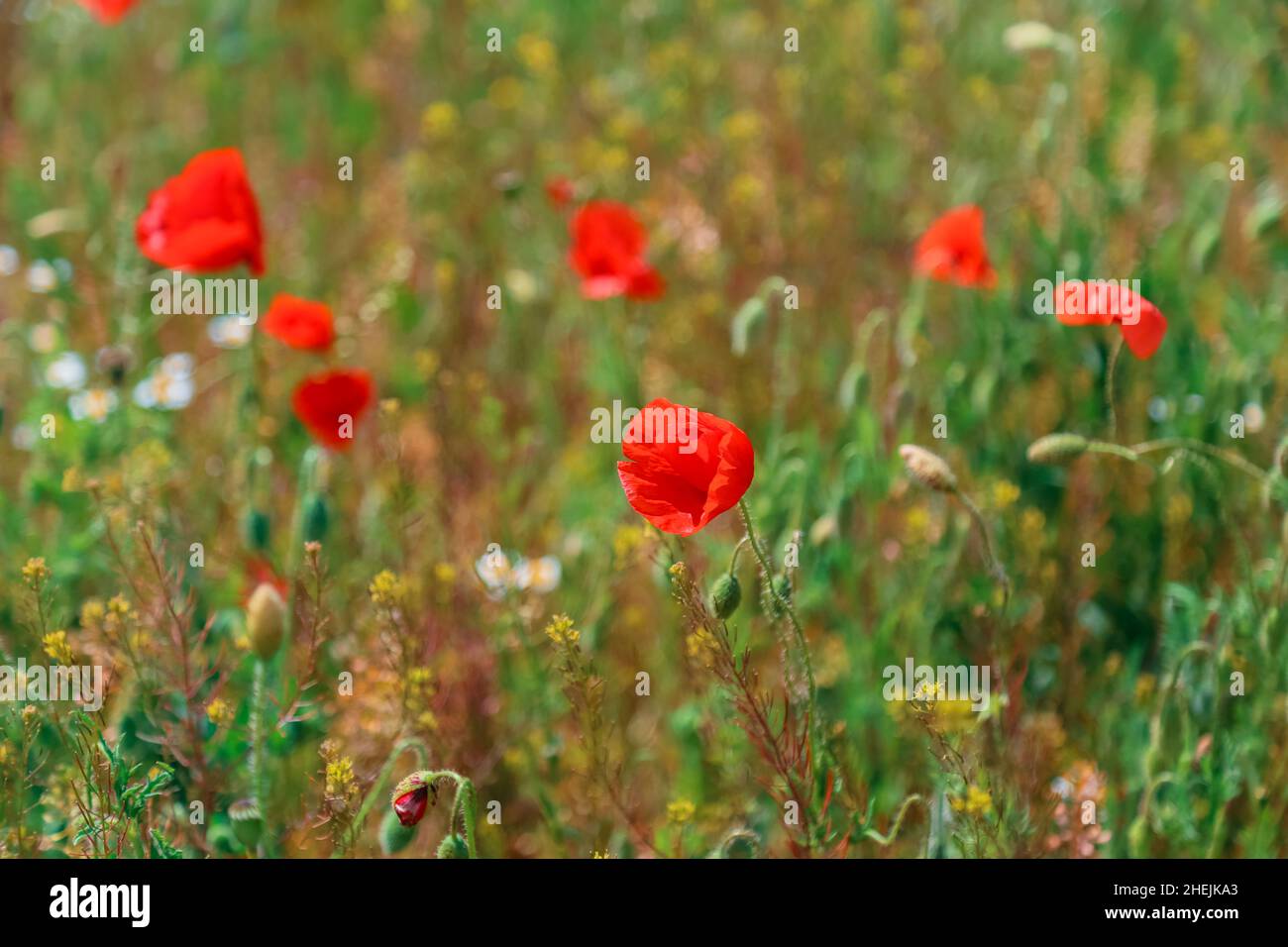 Recuerdo De La Guerra Mundial Con El Cierre De Una Flor De Amapola