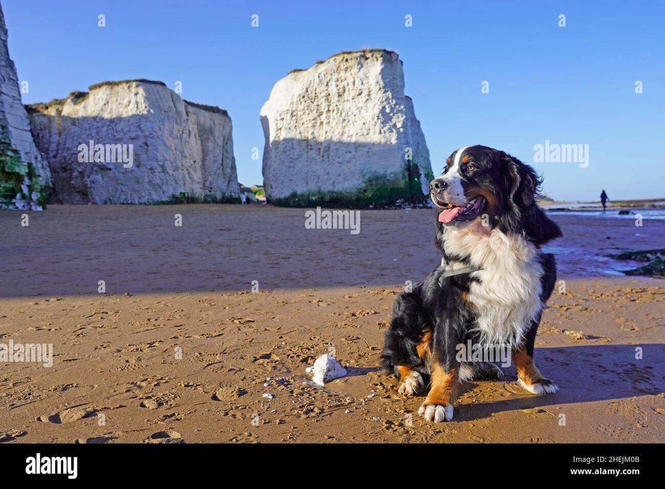 Bernese Mountain Dog sentado en la playa, formaciones rocosas en el fondo Foto de stock