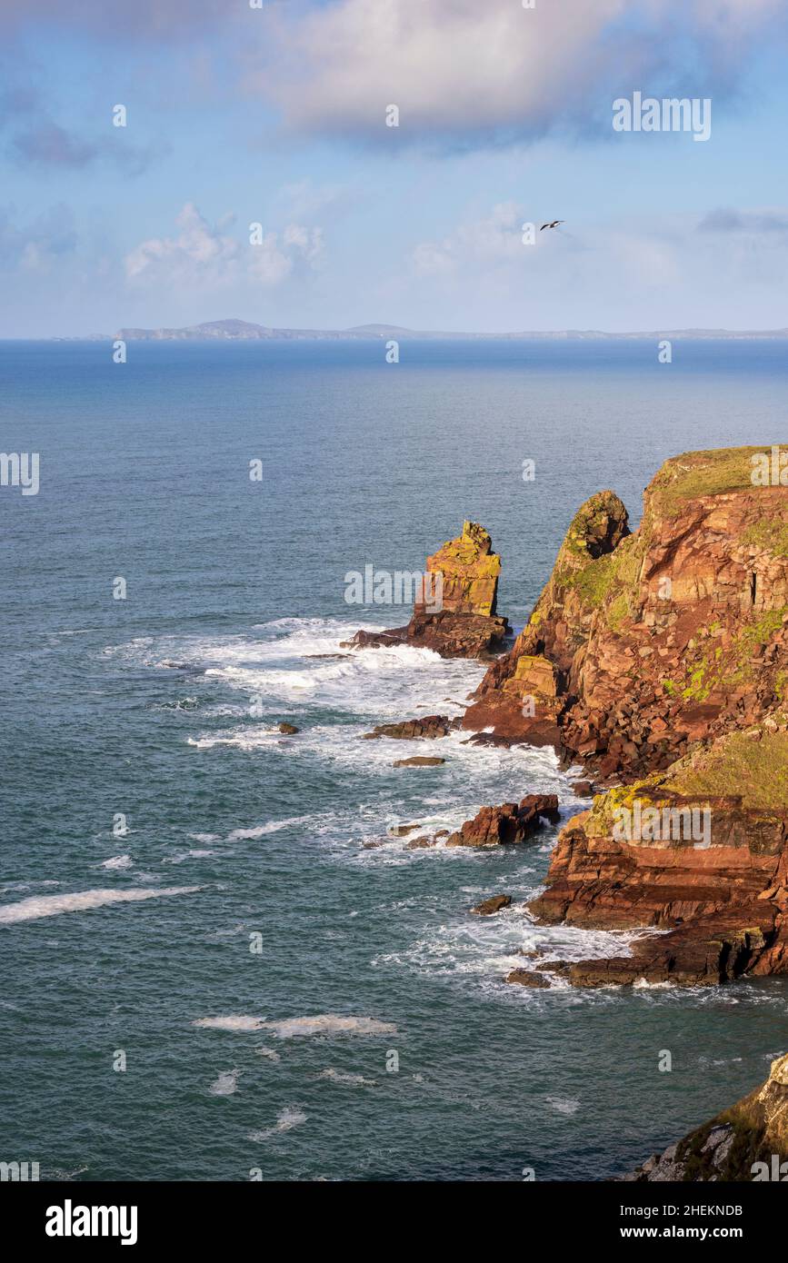 Los acantilados de arenisca de la bahía de St Brides con las montañas de St Davids Head en el fondo, Parque Nacional de la costa de Pembrokeshire, Gales del Sur Foto de stock