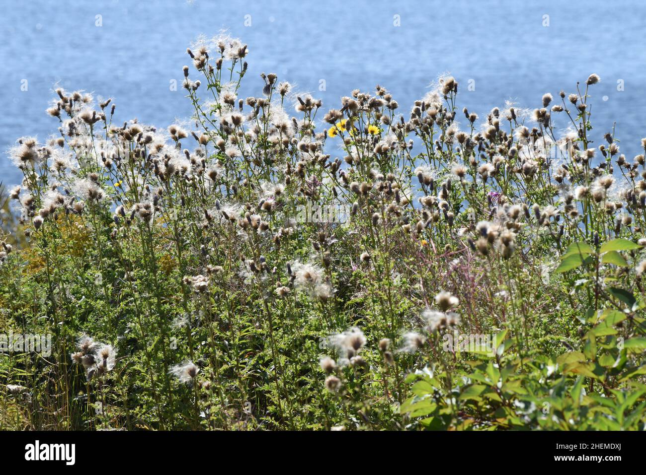 Campo de flores silvestres frente a un lago Foto de stock