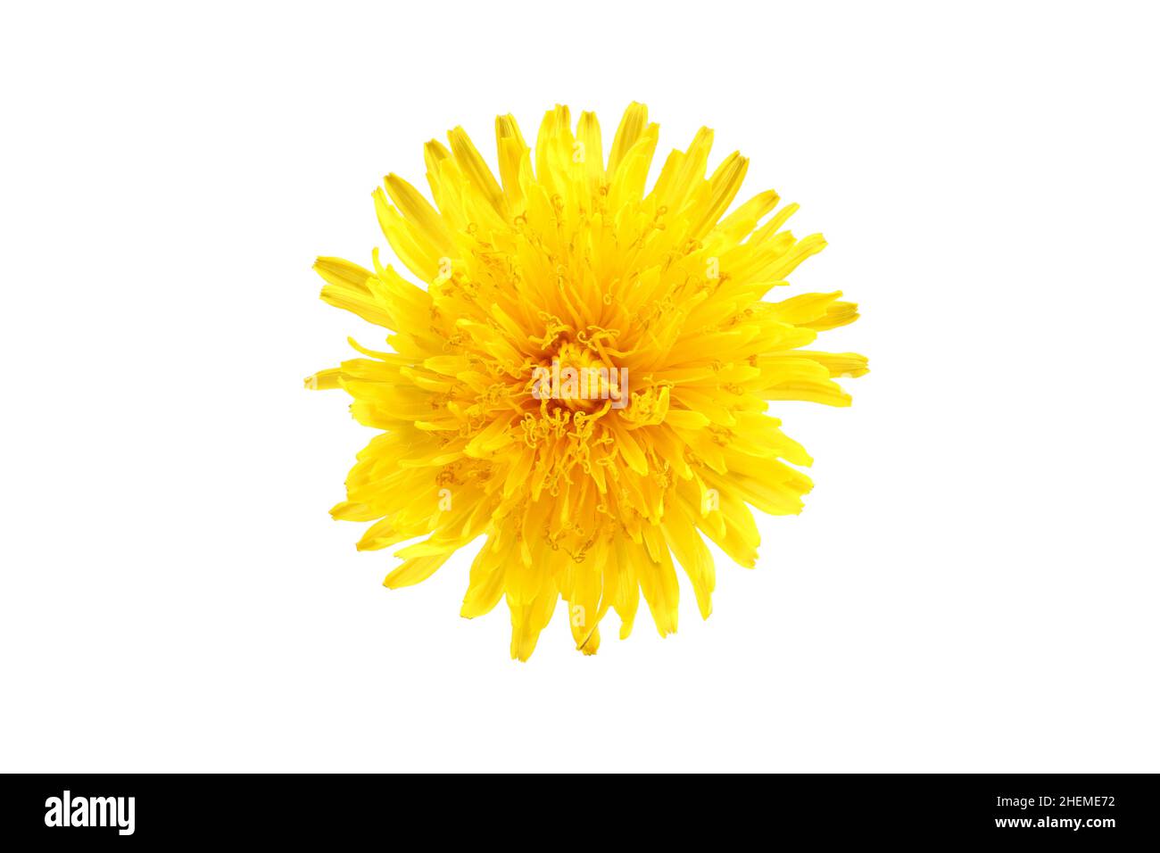 Cabeza de diente de león de flor amarilla aislada sobre fondo blanco Foto de stock
