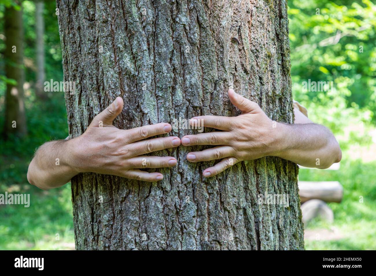 embrasando un árbol viejo da una buena sensación Foto de stock